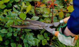 pruning tools