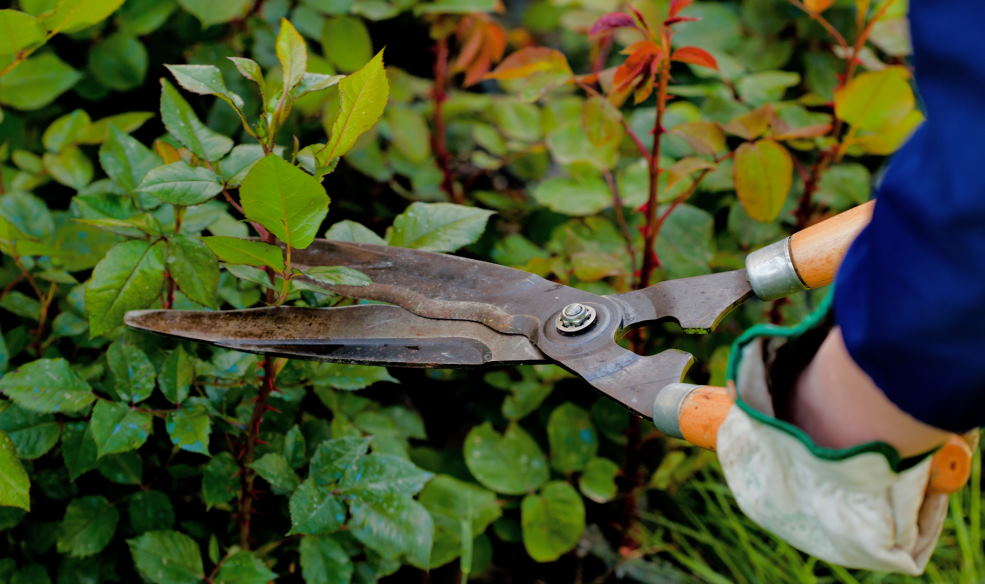 Essential Tools for Pruning - FineGardening